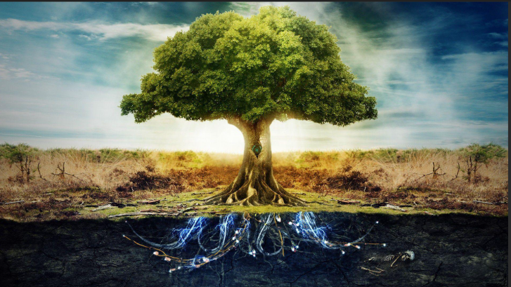 Tree of Knowledge 2